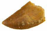 Serrated Raptor Tooth - Real Dinosaur Tooth #355572-1